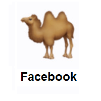 Bactrian Camel on Facebook