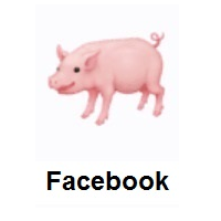 Pig on Facebook