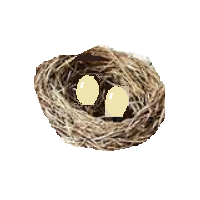 Nest with Eggs