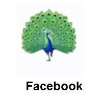 Peacock on Facebook