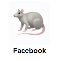 Rat on Facebook