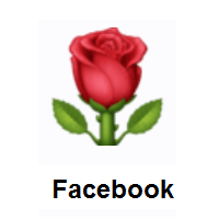 Rose on Facebook
