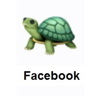 Turtle on Facebook